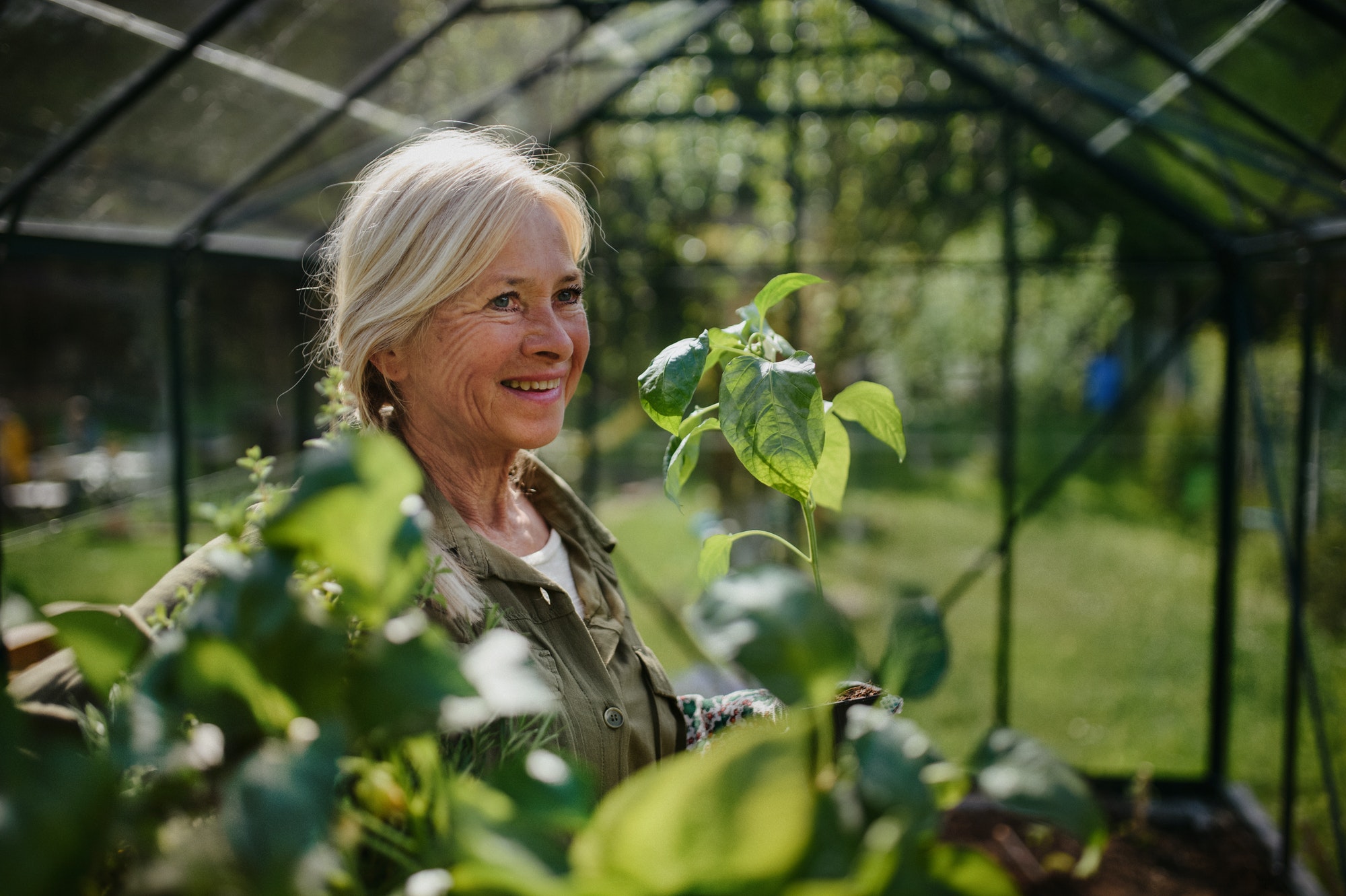 Close-up of senior gardener woman carrying crate with plants in greenhouse at garden