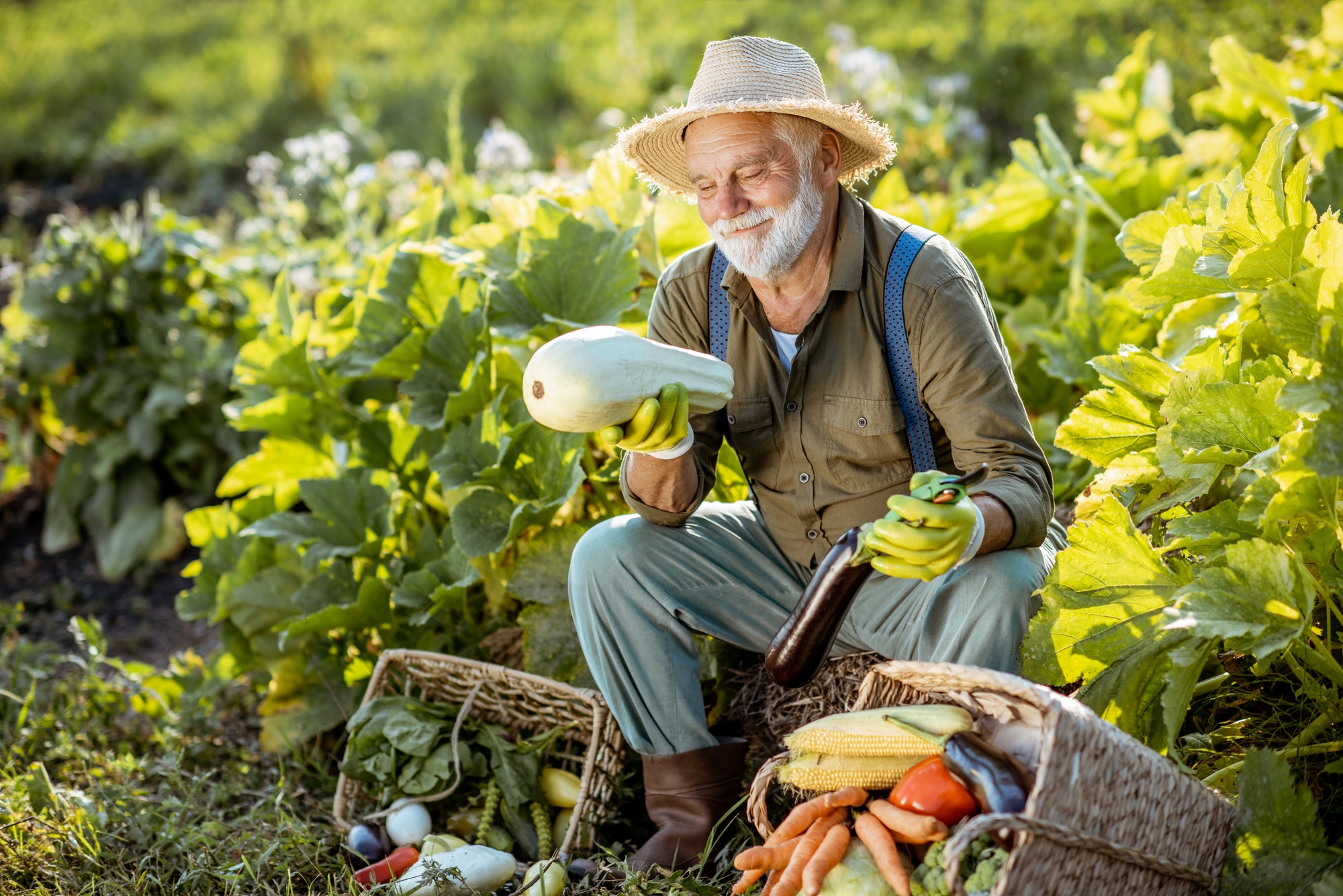 Senior man with vegetables on the garden