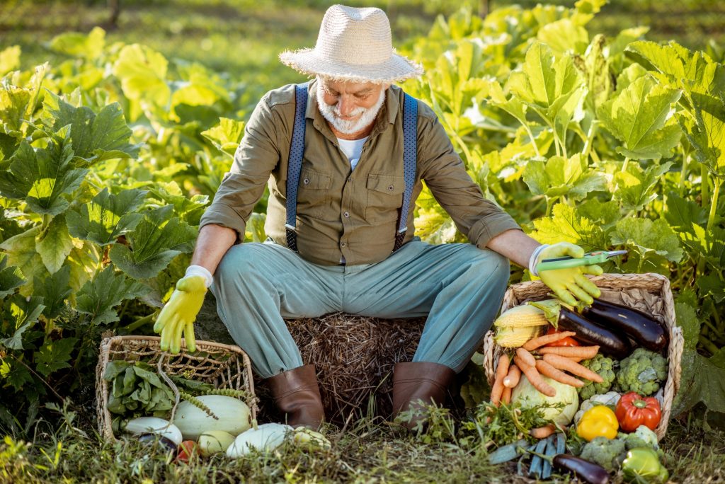 Senior man with vegetables on the garden