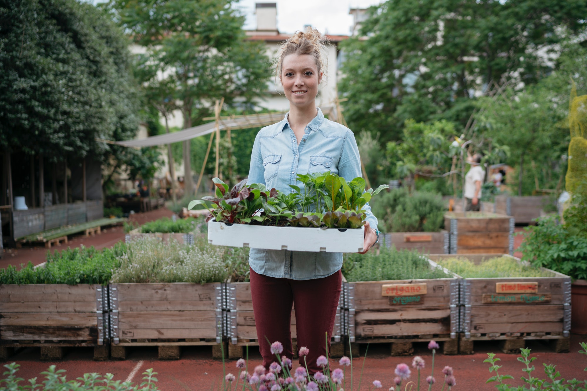 Woman in garden holding tray of plants